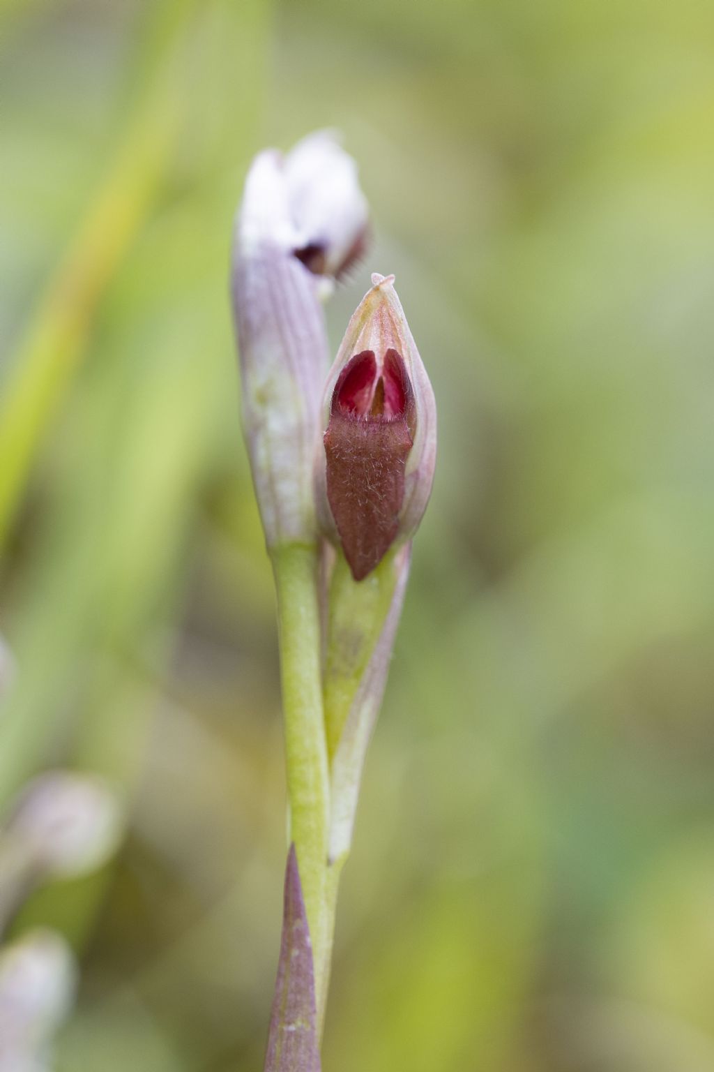 Serapias parviflora?